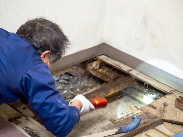 Best Black Mold Remediation in Baytown, TX