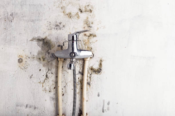 Best Preventive Mold Services in Baytown, TX