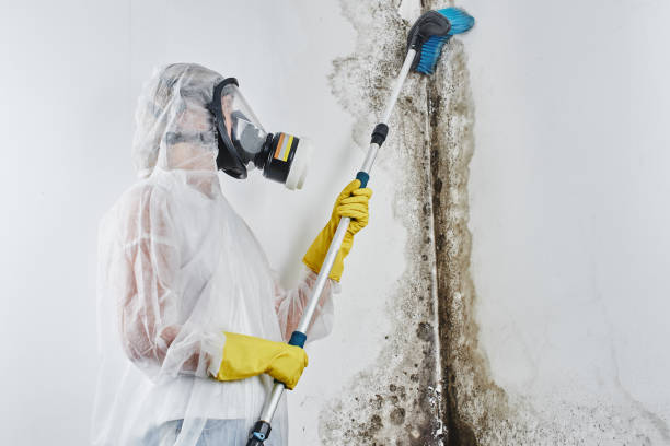 Best Mold Remediation for Specific Building Types in Baytown, TX