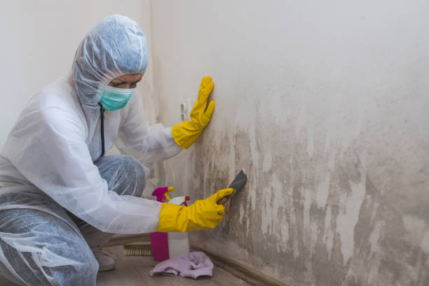 Best Bathroom Mold Remediation in Baytown, TX