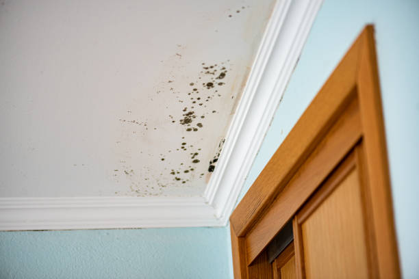 Best Commercial Mold Remediation in Baytown, TX