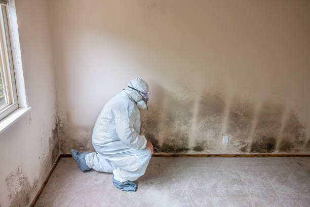 Best Attic Mold Remediation in Baytown, TX