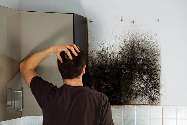 Best Commercial Mold Remediation in Baytown, TX