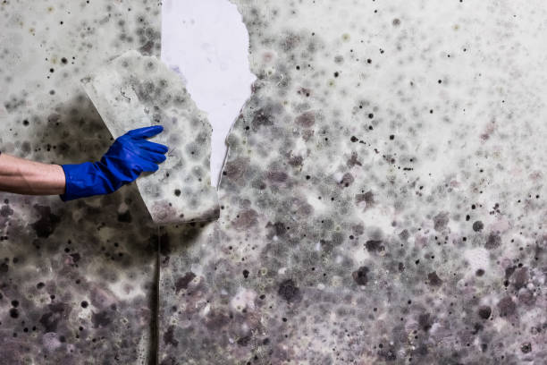 Best Kitchen Mold Remediation in Baytown, TX
