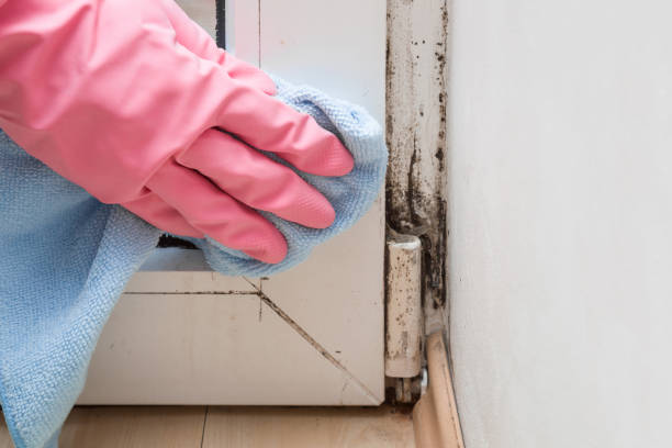 Best Crawl Space Mold Remediation in Baytown, TX